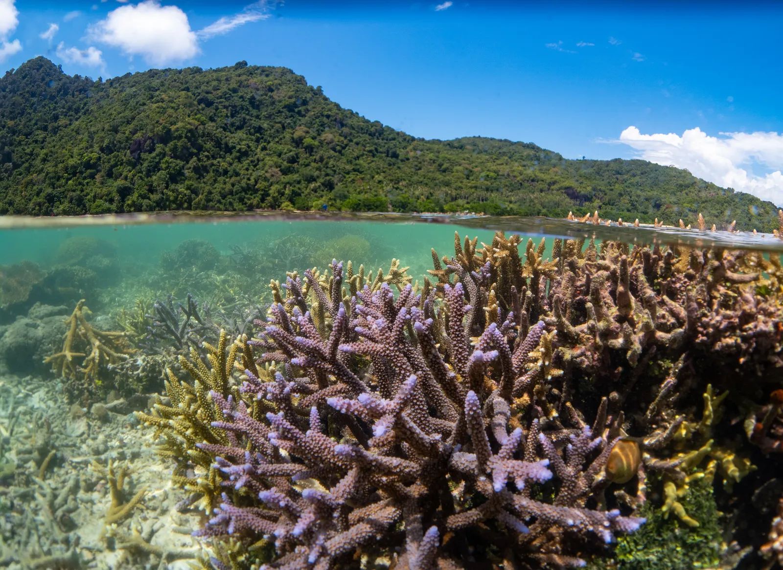 Purple staghorn coral beneath the surface of the sea, with a forested Sabah island above