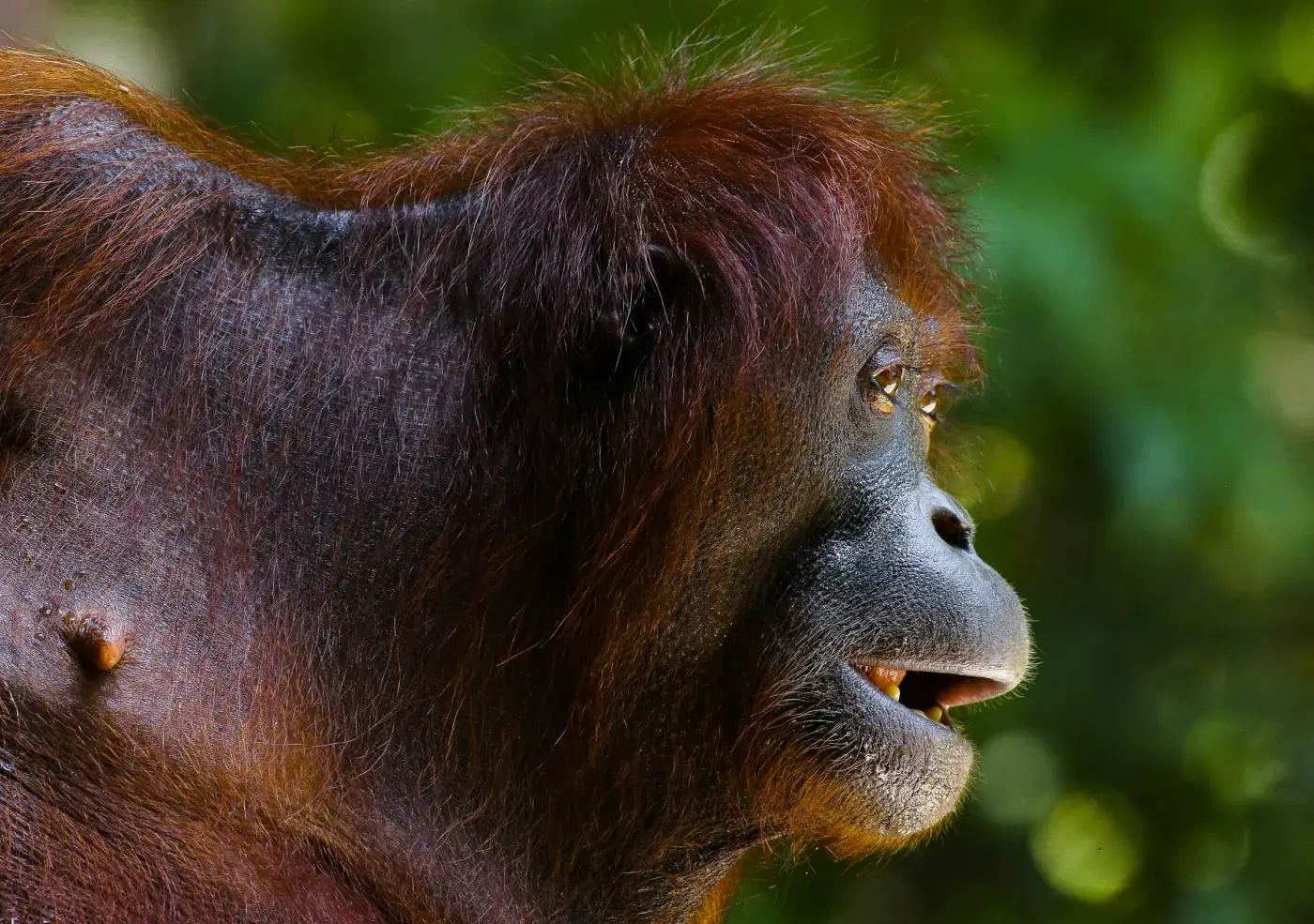 Close-up of a Bornean orangutan in the rainforest